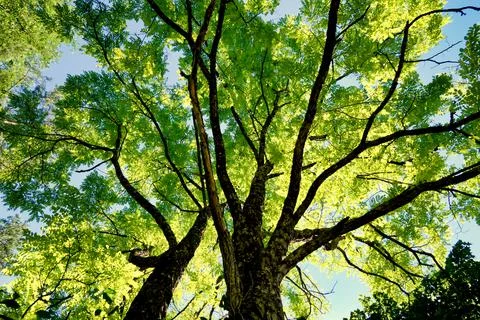 Acacia Tree Canopy. Stock Photos