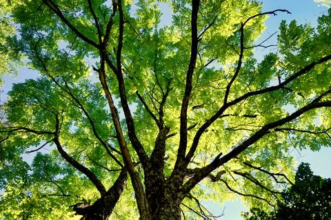 Acacia Tree Canopy. Stock Photos