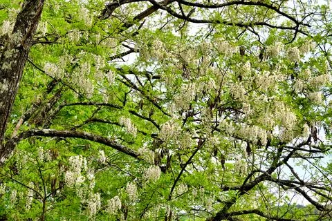 Acacia Tree Canopy. Stock Photos