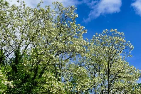 Acacia Tree Canopy. Foto stock