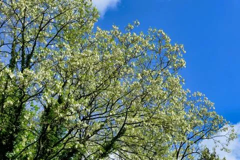Acacia Tree Canopy. Stock Photos
