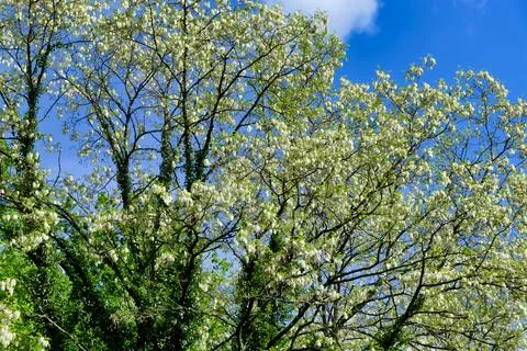 Acacia Tree Canopy. Stock Photos