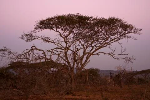 Acacia tree at dusk Stock Photos