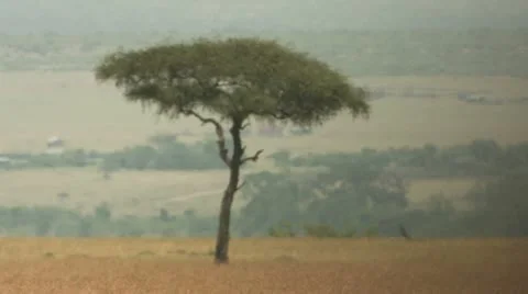 Acacia tree Stock Footage 22226228