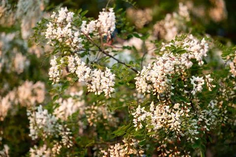 Acacia tree in full bloom Stock Photos