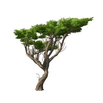 Acacia tree isolated. Vector illustration Stock Illustration