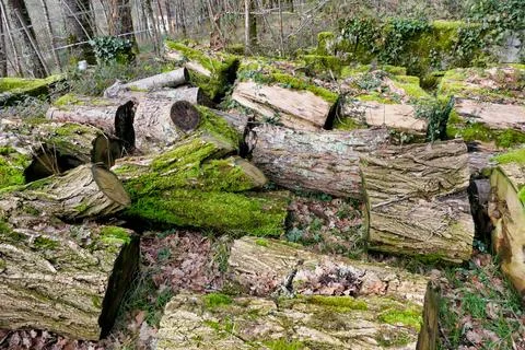 Acacia Tree Logs. Stock Photos
