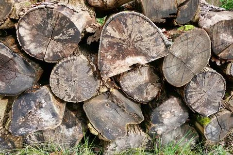 Acacia Tree Logs. Stock Photos