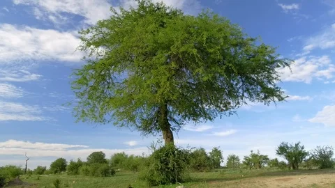 Acacia tree in National Park. Camera moves around tree. Stock Footage 101616967