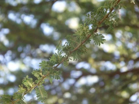 Acacia tree Stock Photos