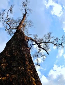 Acacia Tree 库存照片