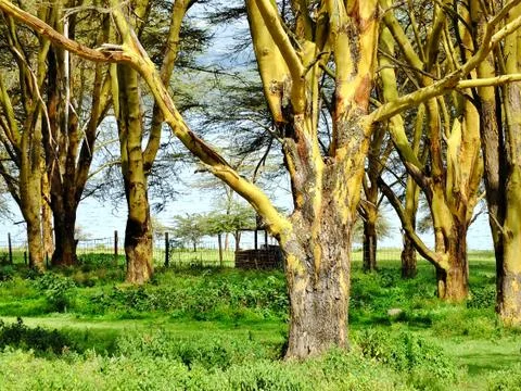 Acacia Tree Stock Photos
