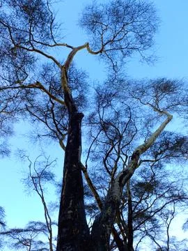 Acacia Tree Stock Photos