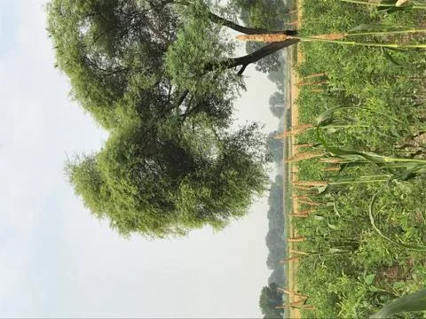 Acacia tree Stock Photos