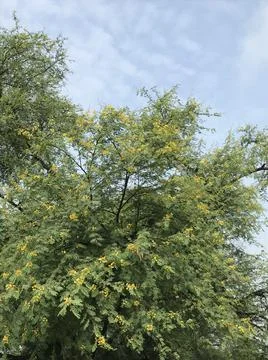 The acacia tree Stock Photos