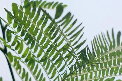Acacia tree Stock Photos