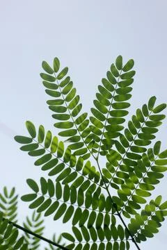 Acacia tree Stock Photos