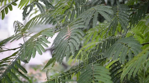 Acacia tree in the rain Stock Footage 24752473