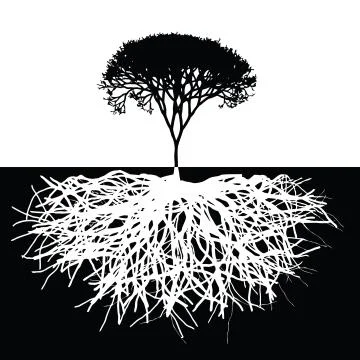 Acacia tree with root Stock Illustration