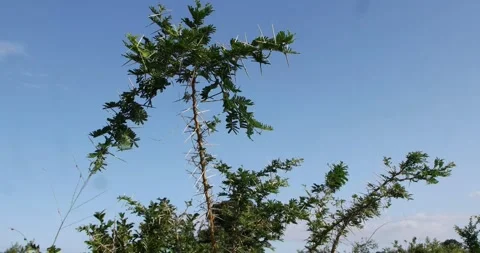 Acacia tree with sharp thorns Stock Footage 159356787