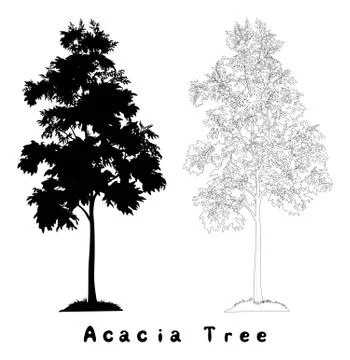 Acacia Illustrations ~ Stock Acacia Vectors & Clip Art