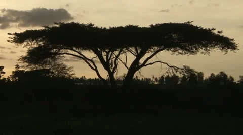 Acacia tree silhouette Video stock 11471189