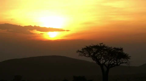 Acacia tree sunset 2 Stock Footage 33699626