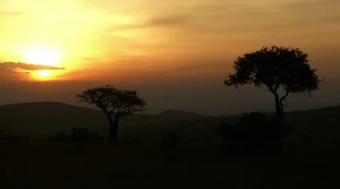 Acacia tree sunset Stock Footage 33699593