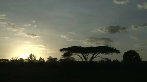 Acacia tree sunset timelapse Video stock 11482136