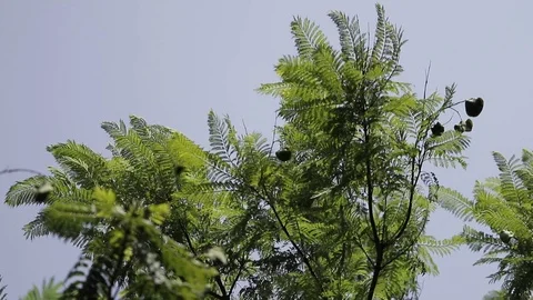 An acacia tree sways in a strong wind against a blue sky. Stock Footage 107886436