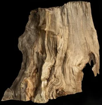 Acacia Tree Texture Stock Photos