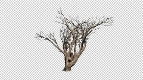 Acacia tree on transparent background Stockillustratie