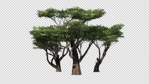 Acacia tree on transparent background Stockillustratie