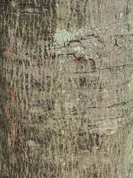 Acacia tree trunk Stock Photos
