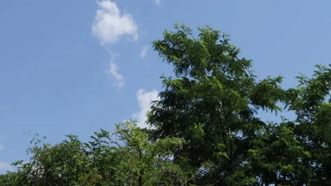 Acacia tree on windy day and blue sky with fluffy clouds in background Stock Footage 200847206