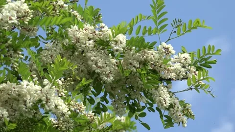Acacia Trees Flowers, Bee Pollinating, Tea, Honey Flowers, Medicine Plant Stock Footage 341388004