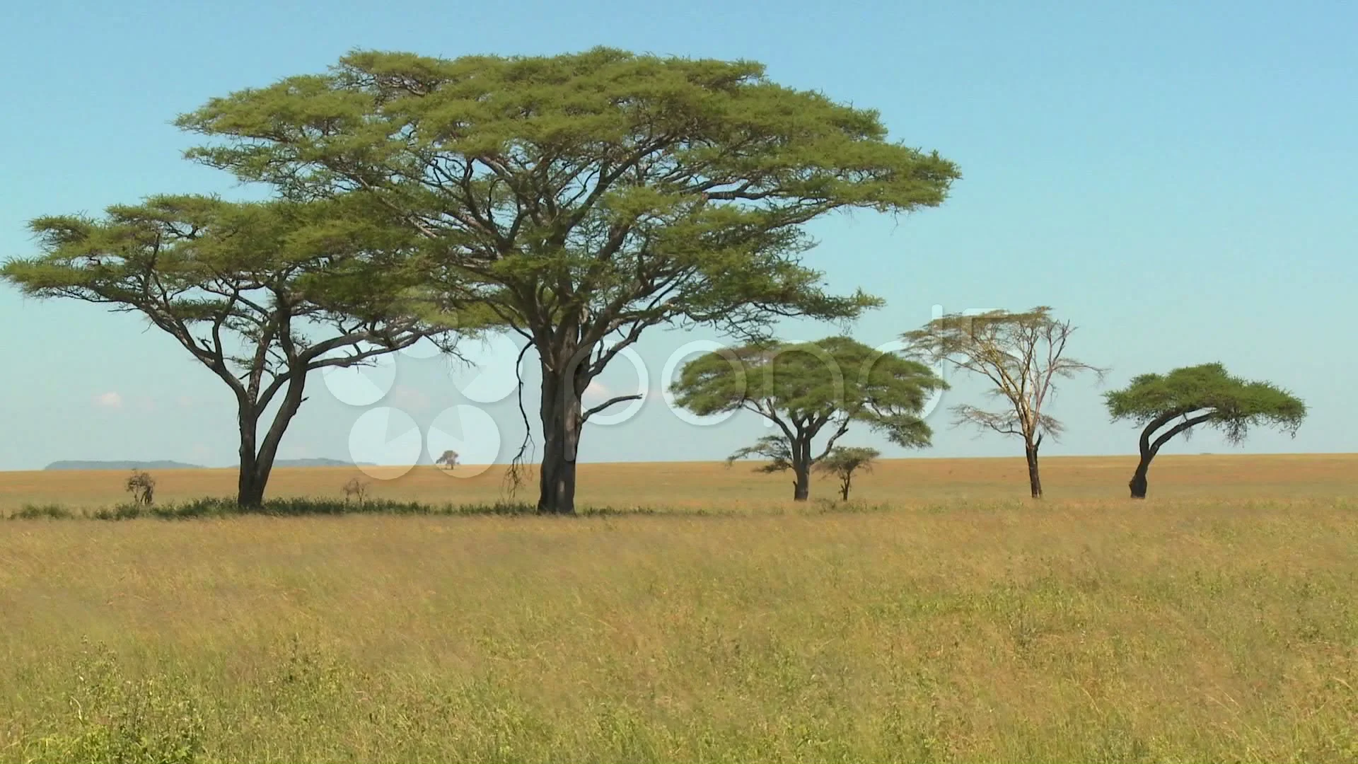 Scattered Acacia Trees, Kenya, Africa скачать
