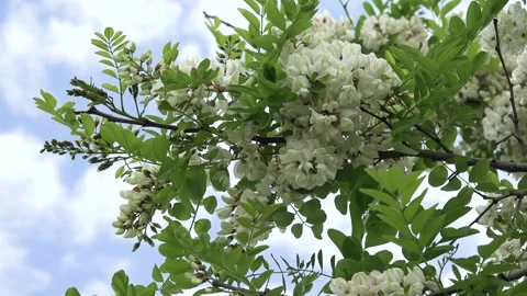 Acacia Trees, Pharmaceutical Flowers, Bee Pollinating Tea Honey Flowers Medicine Stock Footage 345153286