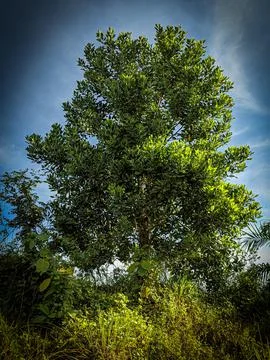 Acacia trees Stock Photos