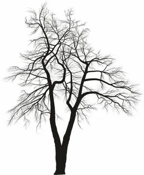 Acacia, two trees Stock Illustration