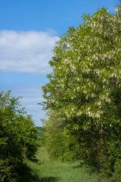 Acacias trees on the meadow at springtime Stock Photos