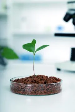 Academic laboratory exploring new methods of plant breeding Stock Photos