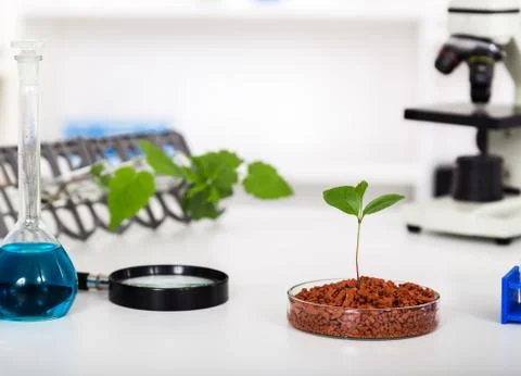 Academic laboratory exploring new methods of plant breeding Stock Photos