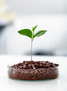 Academic laboratory exploring new methods of plant breeding Stock Photos