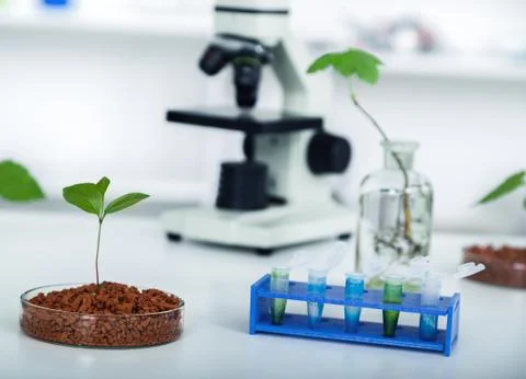 Academic laboratory exploring new methods of plant breeding Stock Photos