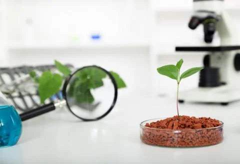 Academic laboratory exploring new methods of plant breeding Stock Photos