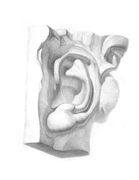 Academic pencil drawing of plaster ear Stock Illustration