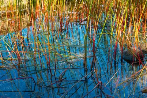 Acadia Marsh C Stock Photos