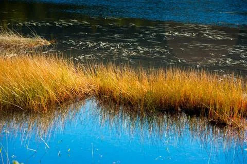 Acadia Marsh A Stock Photos