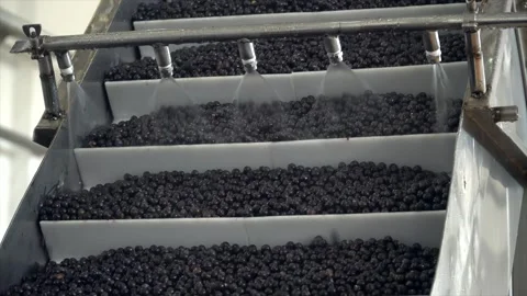 Acai berries being processed in a modern food industry factory. Organic açaí Vidéo 196157109